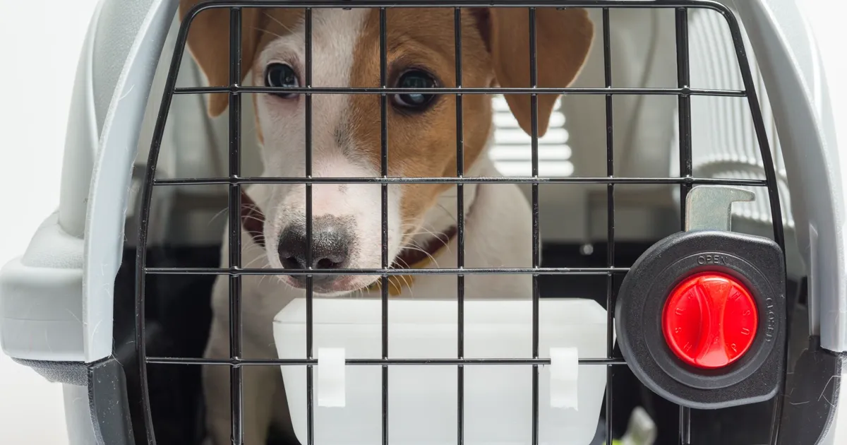 Perro Jack Russell en transportín rígido de evacuación